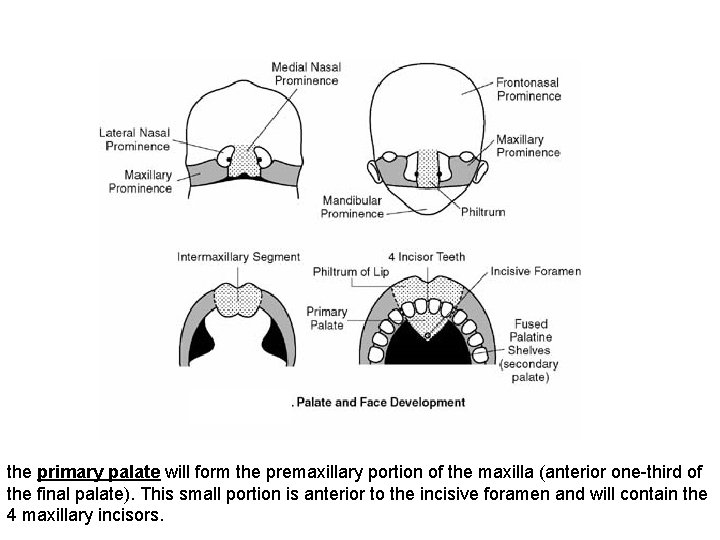 the primary palate will form the premaxillary portion of the maxilla (anterior one-third of