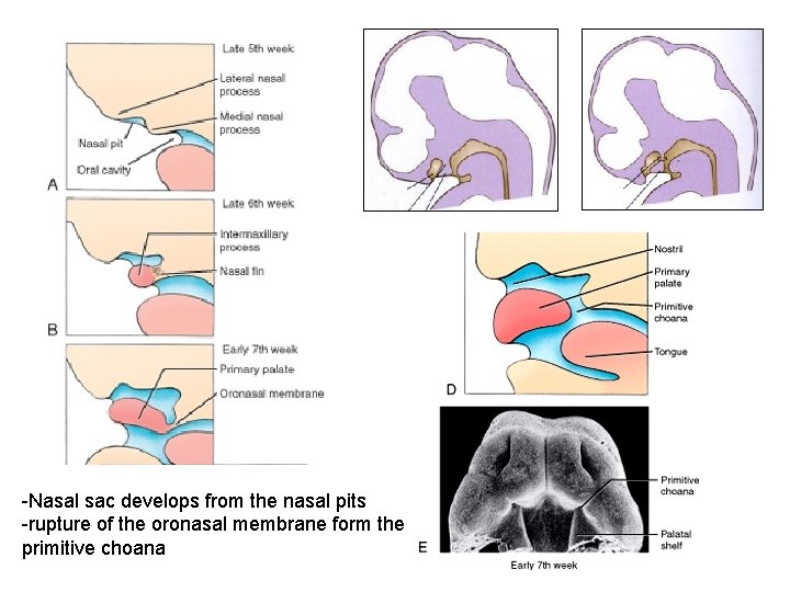 -Nasal sac develops from the nasal pits -rupture of the oronasal membrane form the