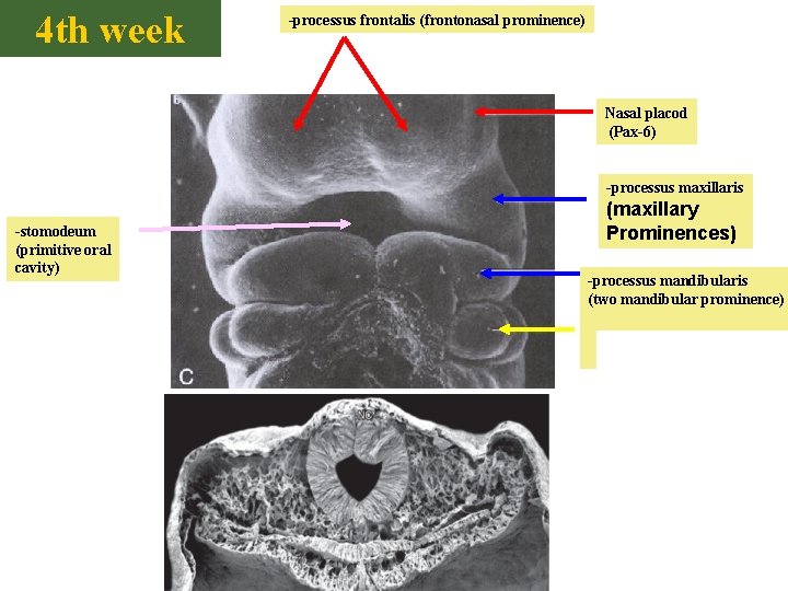 4 th week -processus frontalis (frontonasal prominence) Nasal placod (Pax-6) -processus maxillaris -stomodeum (primitive