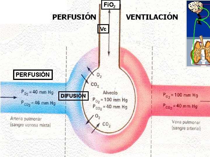 Fi. O 2 Vc PERFUSIÓN DIFUSIÓN 