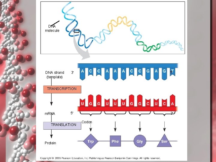 Protein Synthesis DNA molecule DNA strand (template) 5¢ 3¢ TRANSCRIPTION m. RNA 5¢ TRANSLATION