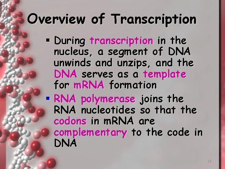 Overview of Transcription § During transcription in the nucleus, a segment of DNA unwinds