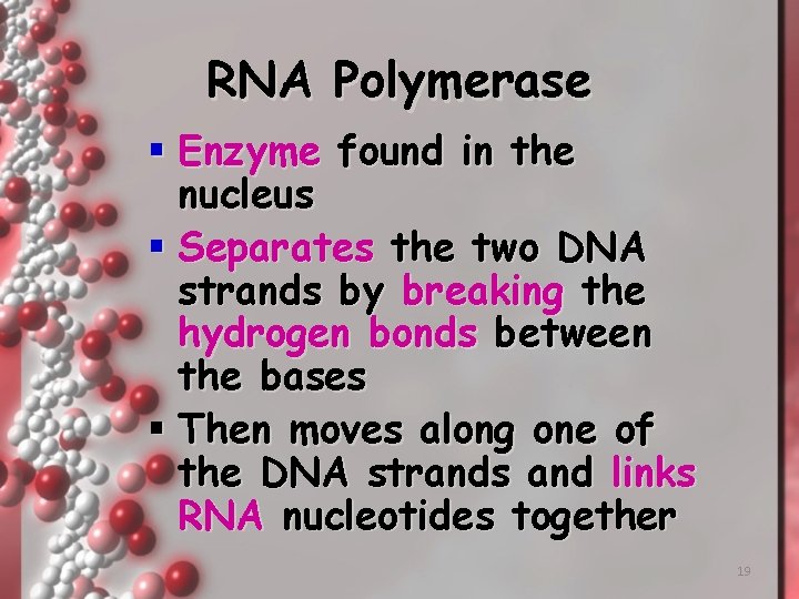 RNA Polymerase § Enzyme found in the nucleus § Separates the two DNA strands