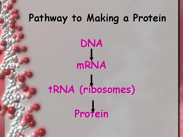 Pathway to Making a Protein DNA m. RNA t. RNA (ribosomes) Protein 2 