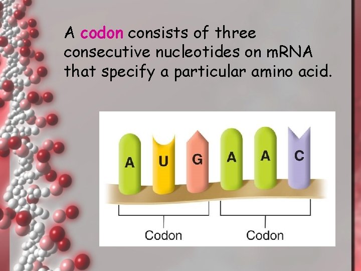 A codon consists of three consecutive nucleotides on m. RNA that specify a particular