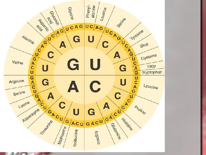 The Genetic Code Copyright Pearson Prentice Hall 