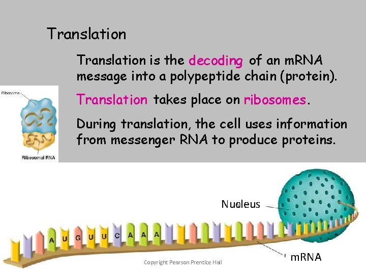 Translation is the decoding of an m. RNA message into a polypeptide chain (protein).