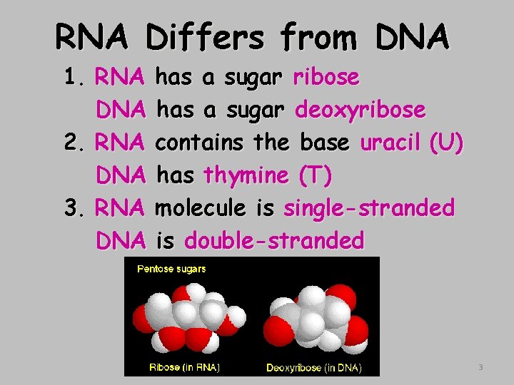 RNA Differs from DNA 1. RNA DNA 2. RNA DNA 3. RNA DNA has