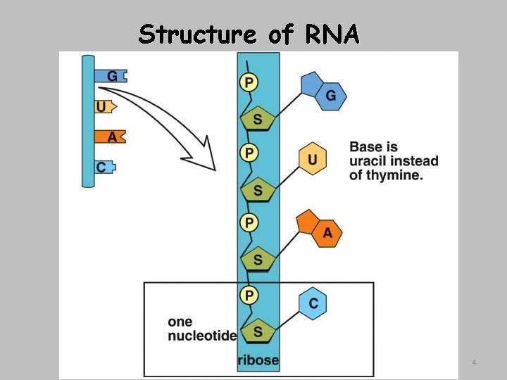 Structure of RNA 4 