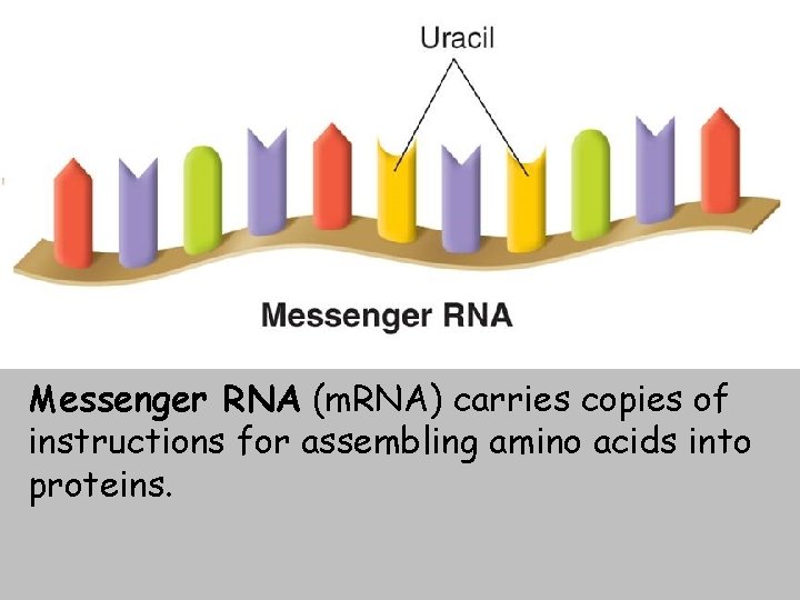 Messenger RNA (m. RNA) carries copies of instructions for assembling amino acids into proteins.