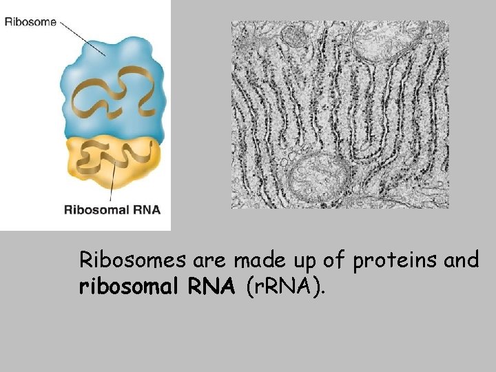 Ribosomes are made up of proteins and ribosomal RNA (r. RNA). 