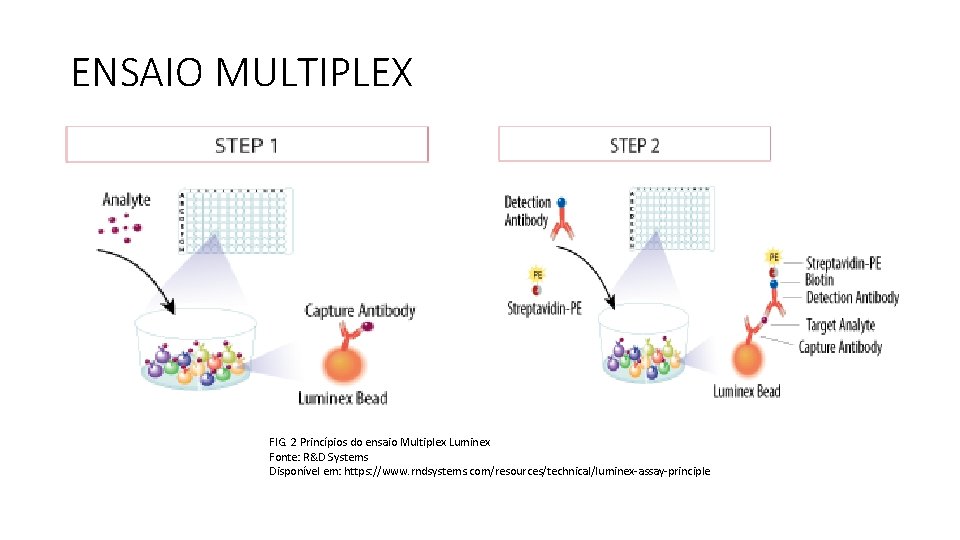 ENSAIO MULTIPLEX FIG. 2 Princípios do ensaio Multiplex Luminex Fonte: R&D Systems Disponível em: