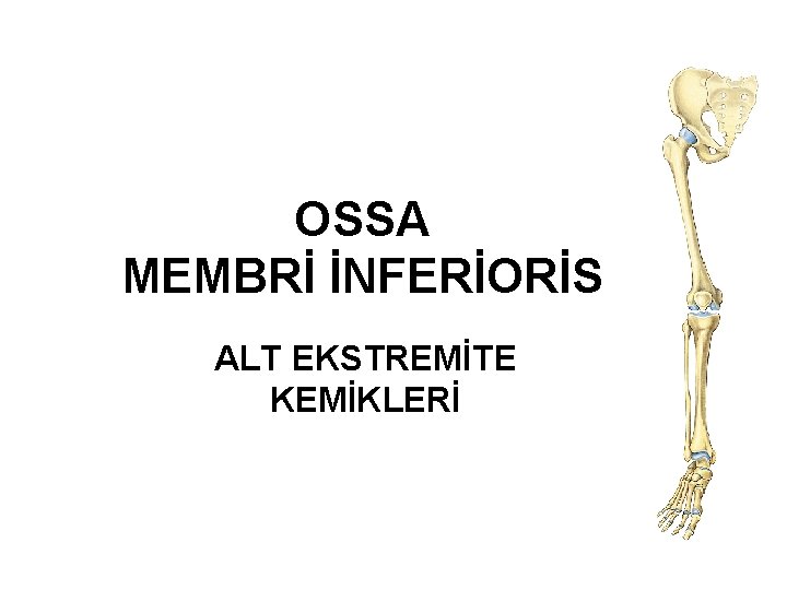OSSA MEMBRİ İNFERİORİS ALT EKSTREMİTE KEMİKLERİ 