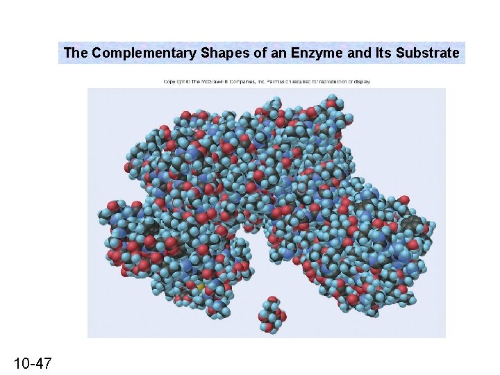 The Complementary Shapes of an Enzyme and Its Substrate 10 -47 