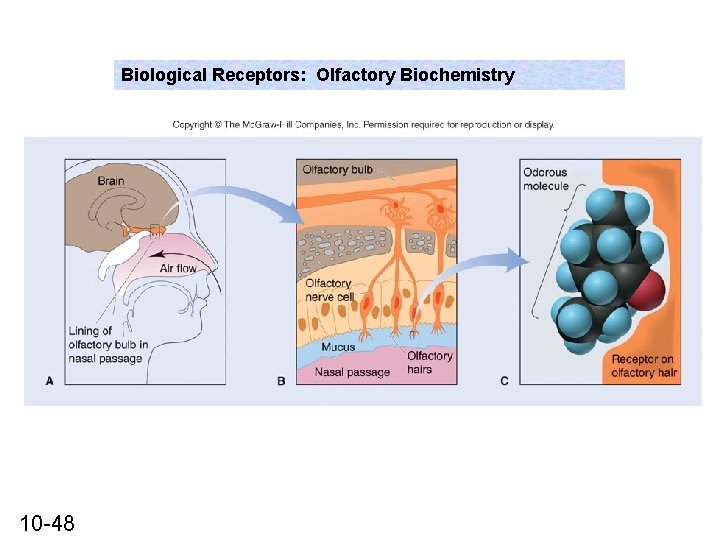 Biological Receptors: Olfactory Biochemistry 10 -48 