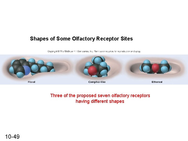 Shapes of Some Olfactory Receptor Sites Three of the proposed seven olfactory receptors having