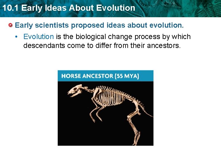 First Ever Evolution 10 1 Early Ideas About Evolution In your