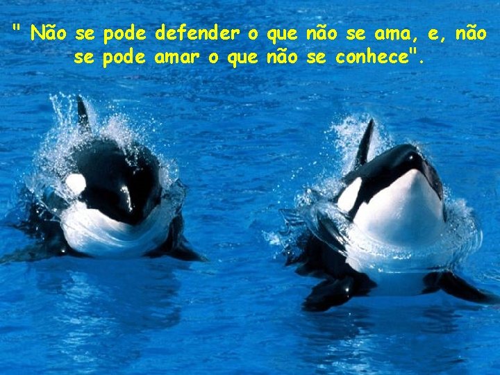 " Não se pode defender o que não se ama, e, não se pode