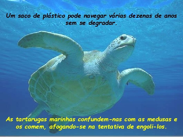 Um saco de plástico pode navegar várias dezenas de anos sem se degradar. As