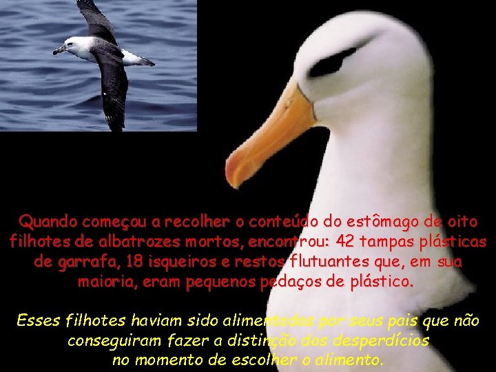 Quando começou a recolher o conteúdo do estômago de oito filhotes de albatrozes mortos,