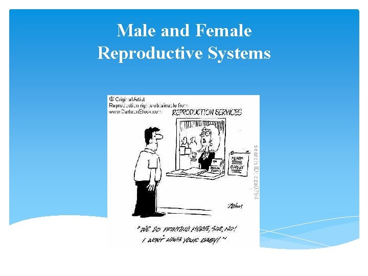 Male and Female Reproductive Systems 