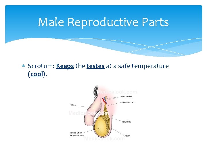 Male Reproductive Parts Scrotum: Keeps the testes at a safe temperature (cool). 