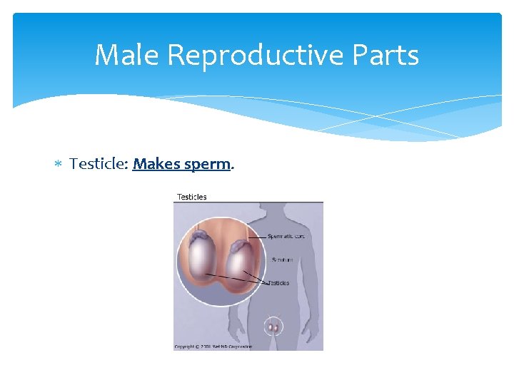 Male Reproductive Parts Testicle: Makes sperm. 