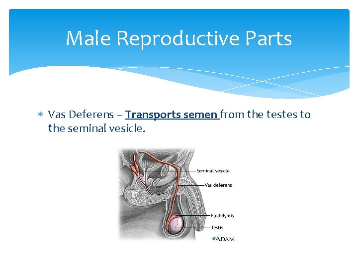 Male Reproductive Parts Vas Deferens – Transports semen from the testes to the seminal