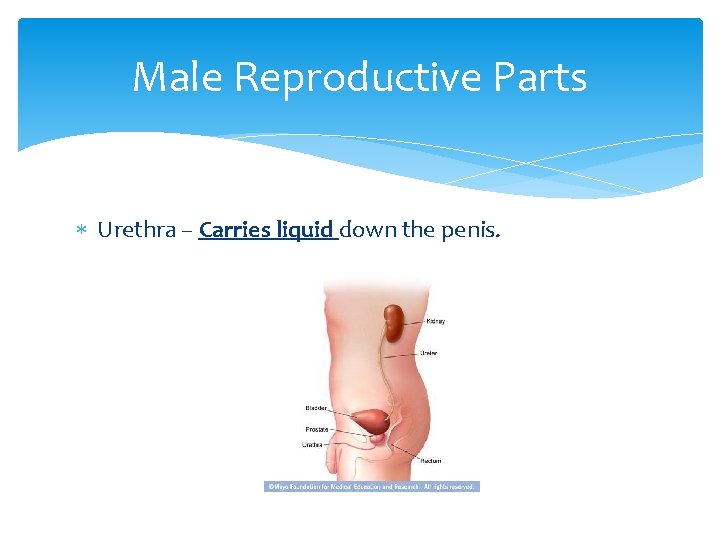 Male Reproductive Parts Urethra – Carries liquid down the penis. 