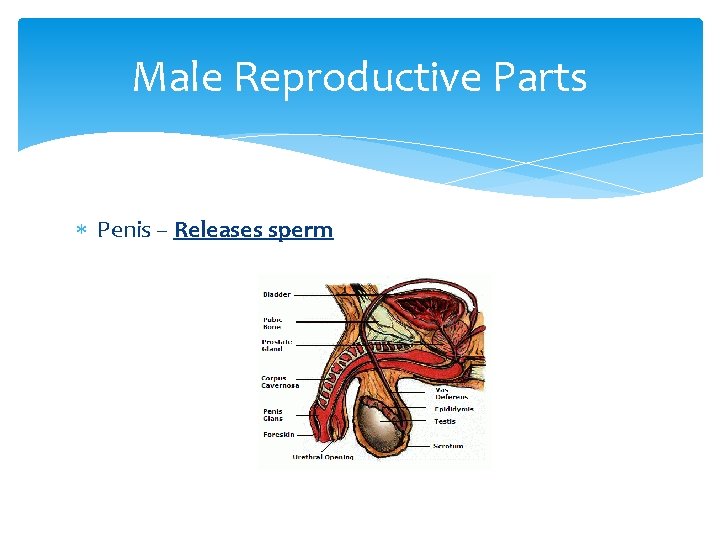 Male Reproductive Parts Penis – Releases sperm 