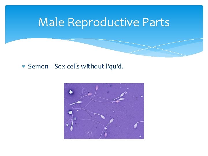 Male Reproductive Parts Semen – Sex cells without liquid. 