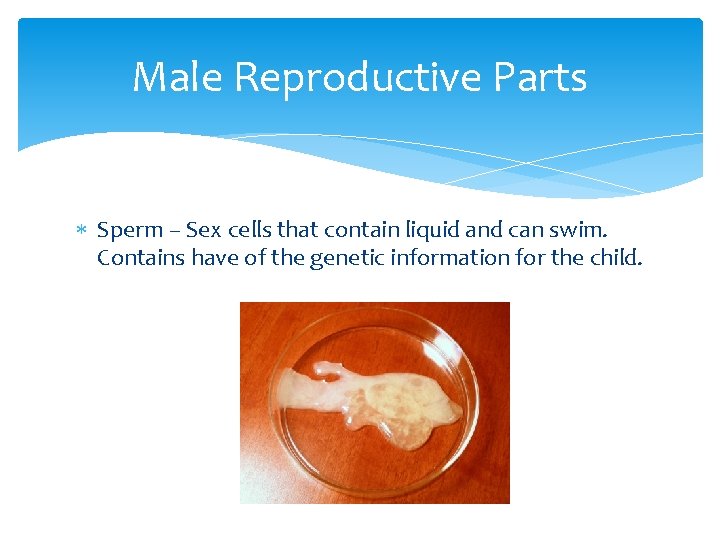 Male Reproductive Parts Sperm – Sex cells that contain liquid and can swim. Contains