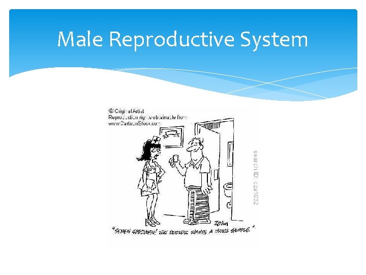 Male Reproductive System 