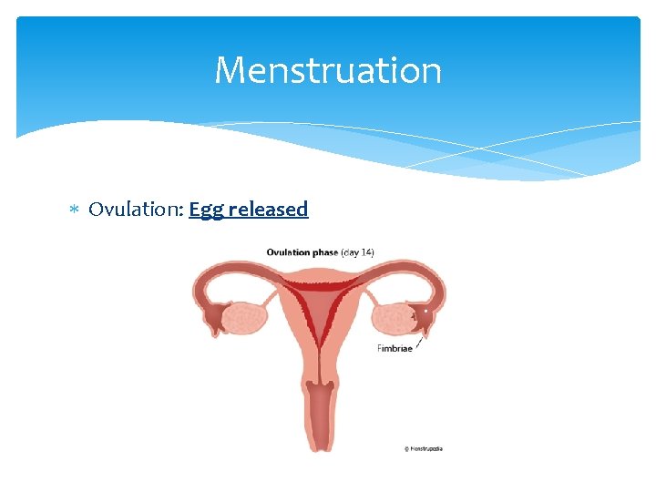 Menstruation Ovulation: Egg released 
