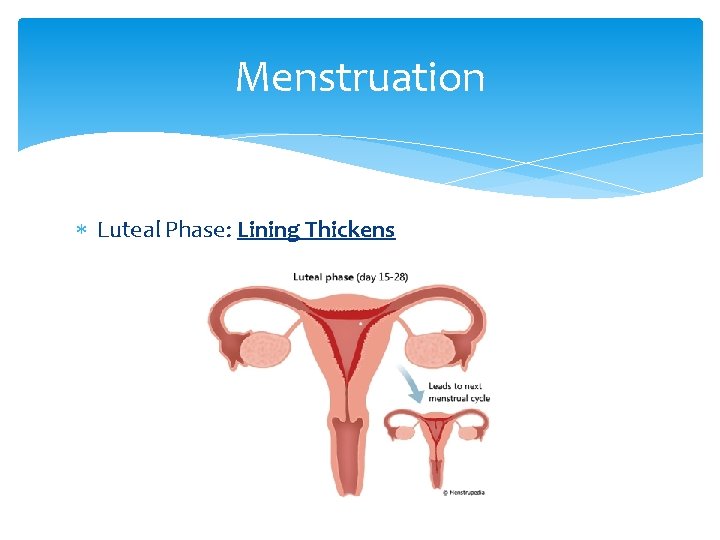 Menstruation Luteal Phase: Lining Thickens 