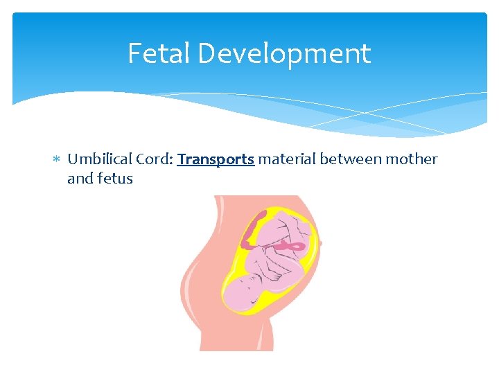Fetal Development Umbilical Cord: Transports material between mother and fetus 