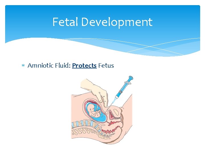 Fetal Development Amniotic Fluid: Protects Fetus 