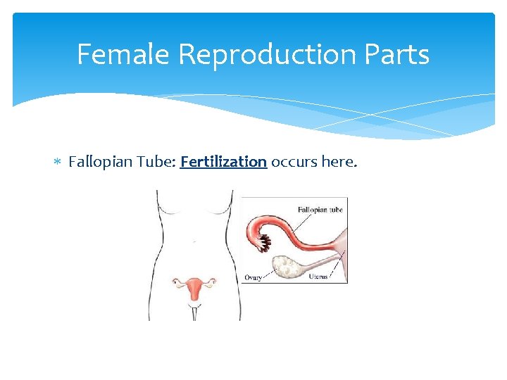 Female Reproduction Parts Fallopian Tube: Fertilization occurs here. 