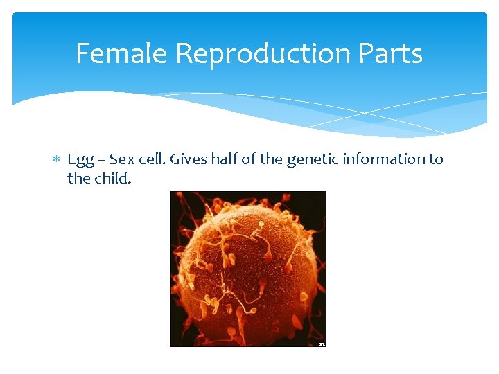 Female Reproduction Parts Egg – Sex cell. Gives half of the genetic information to