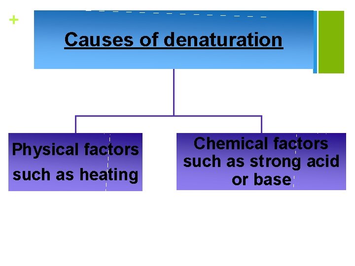 + Causes of denaturation Physical factors such as heating Chemical factors such as strong