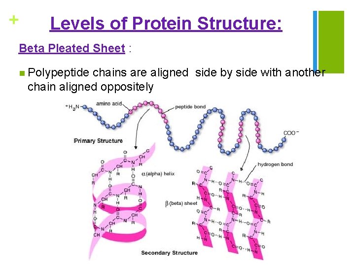 + Levels of Protein Structure: Beta Pleated Sheet : n Polypeptide chains are aligned