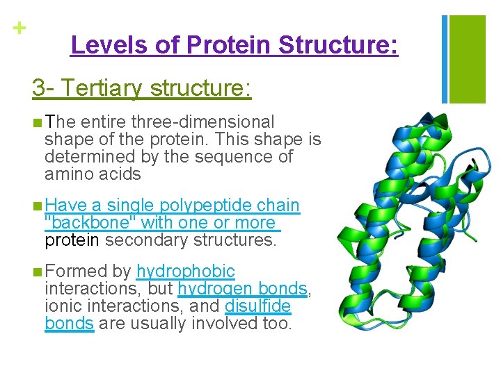 + Levels of Protein Structure: 3 - Tertiary structure: n The entire three-dimensional shape