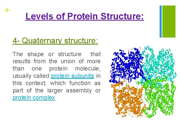 + Levels of Protein Structure: 4 - Quaternary structure: The shape or structure that