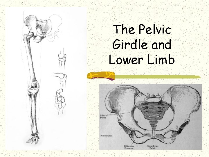 The Pelvic Girdle and Lower Limb 