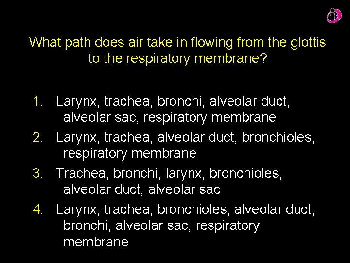What path does air take in flowing from the glottis to the respiratory membrane?