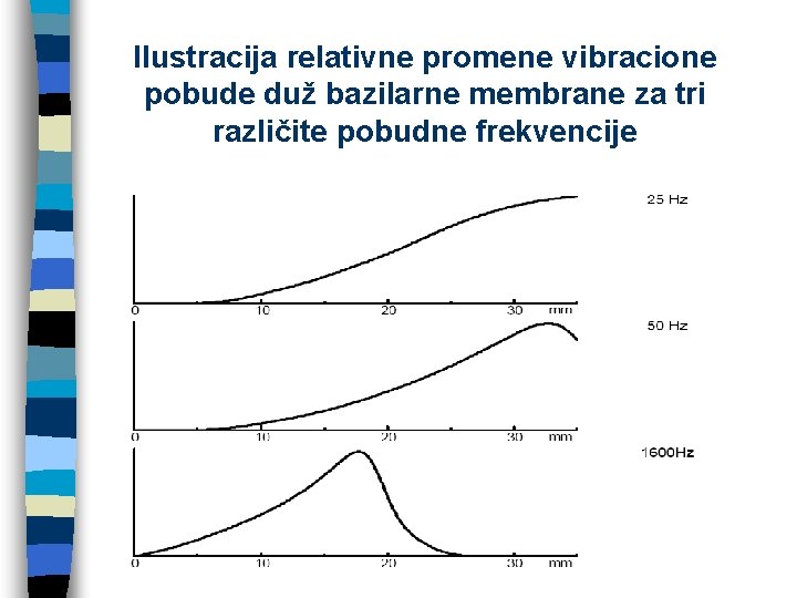 Ilustracija relativne promene vibracione pobude duž bazilarne membrane za tri različite pobudne frekvencije 