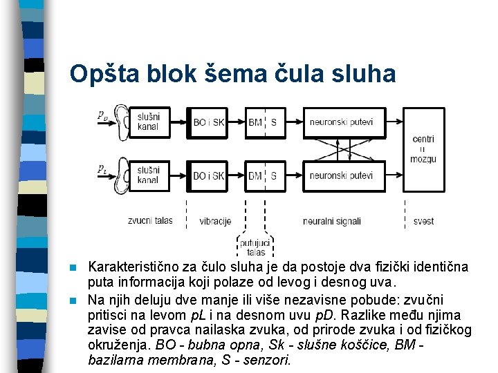 Opšta blok šema čula sluha Karakteristično za čulo sluha je da postoje dva fizički