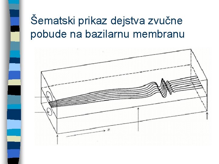 Šematski prikaz dejstva zvučne pobude na bazilarnu membranu 