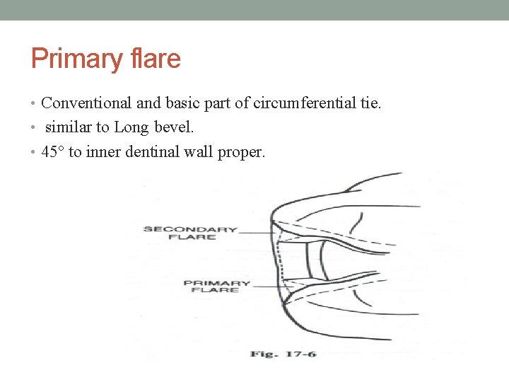 Primary flare • Conventional and basic part of circumferential tie. • similar to Long