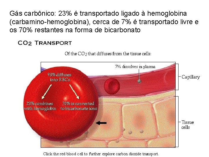 Gás carbônico: 23% é transportado ligado à hemoglobina (carbamino-hemoglobina), cerca de 7% é transportado